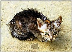 photo "wet pussycat"