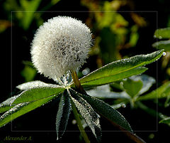 photo "Dandelion once early in the morning"