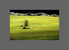 photo "***"