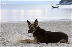 photo "relaxing after breakfast"