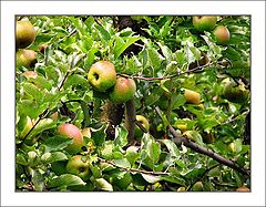 photo "apples"