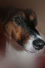фото "Nose"