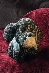 photo "old friend"