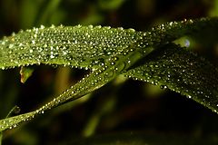 фото "crossroad dew"