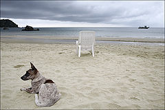 photo "waiting for the master"