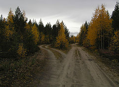 фото "Развилка в осеннем лесу"