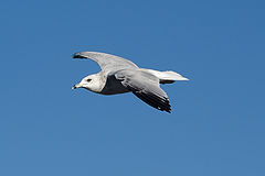 photo "The Nautical Aviator"