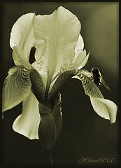 photo "***"