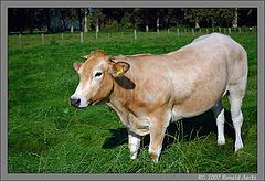 photo "Cow of Thorn"