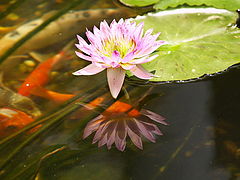 photo "Touching the Beauty"