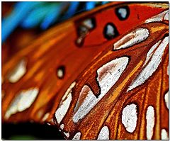 фото "Butterfly Abstract"
