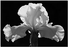 фото "Iris In B&W"
