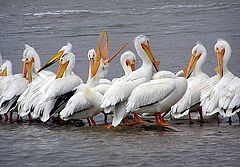 photo "Pelicans in a row"