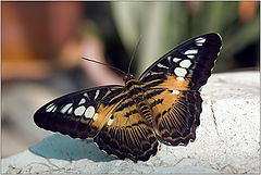 photo "Parthenos silvia"