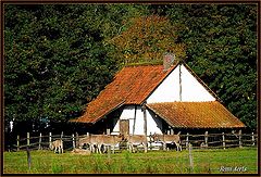 фото "Donkey farm"