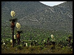 photo "Flowers of desert"