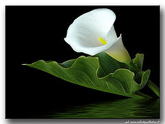 photo "For my friends"