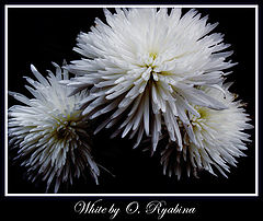 photo "***"