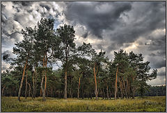 photo "the coniferous forest"