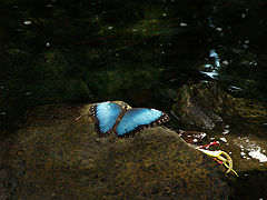 photo "A Midsummer Night's Dream (Сон в летнюю ночь)"