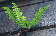 photo "forestry reconnaissance"