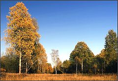 фото "Золотой вечер"