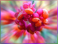 photo "***"