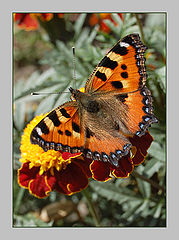 фото "Крапивница (Aglais urticae)"