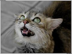 photo "cAt"