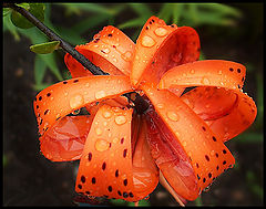 photo "After rain"