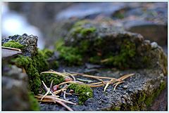 фото "Moss in the forest"