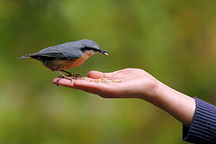 photo "Breadwinner"