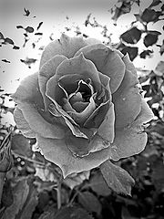 фото "Gray 6"