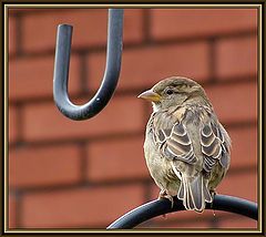 photo "Resting Bird"