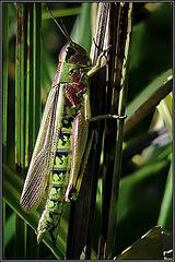 photo "The last insect)"