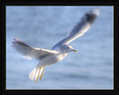 фото "the gentle art of flying"