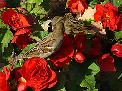 фото "Gossips"