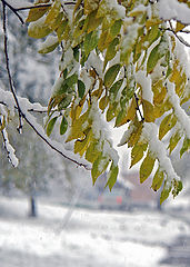 фото "первый снег"