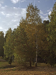 фото "Вечерняя прогулка"