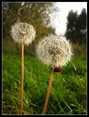 фото "Low-balls"
