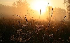 фото "Ловушки для сталкера"