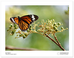 photo "Butterfly"