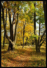 photo "Golden Autumn in Pushkin"