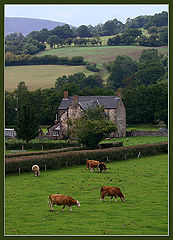 photo "Rural landscape"