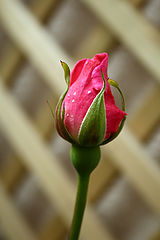 photo "***"