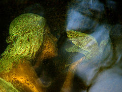 photo "Разговор с тенью (Speaking to the Shadow)"