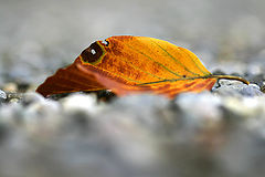 фото "autumn"