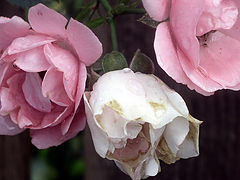 photo "last roses of summer"
