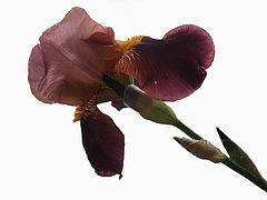 photo "Iris"