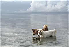 photo "fishwatch"